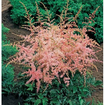 Astilbe 'Sprite'/Astilbe...