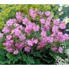 Gandrene, Kembridžas 'Karmina'/Geranium × cantabrigiense/C2 kont.