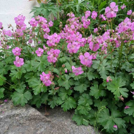 Gandrene, Kembridžas 'Karmina'/Geranium × cantabrigiense/C2 kont.