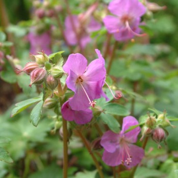 Gandrene, Kembridžas 'Karmina'/Geranium × cantabrigiense/C2 kont.