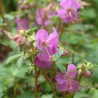 Gandrene, Kembridžas 'Karmina'/Geranium × cantabrigiense/C2 kont.