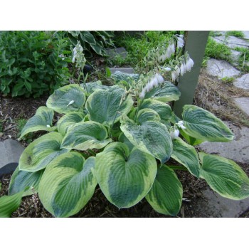 Hosta, zībolda...