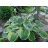 Hosta, zībolda ‘Samurai’/Hosta sieboldiana/C2 kont.
