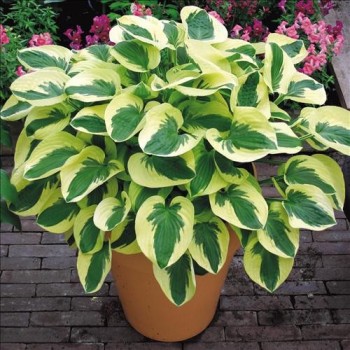 Hosta 'Wide Brim' /Hosta/ -...