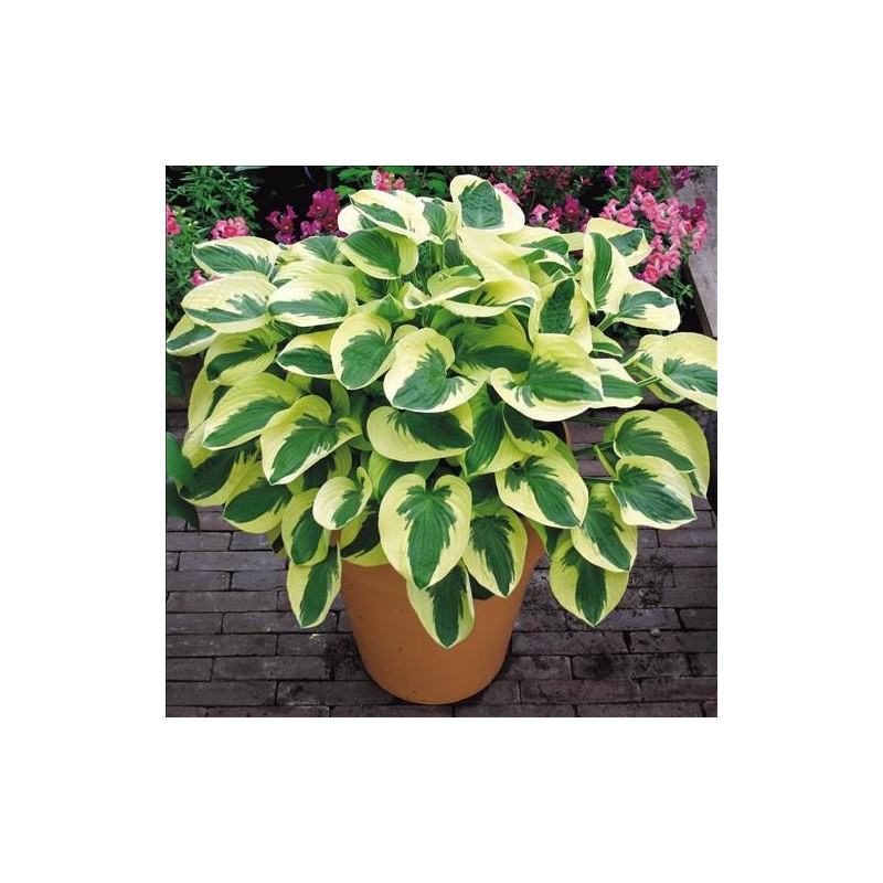 Hosta 'Wide Brim' /Hosta/ - C2 kont.