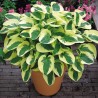 Hosta 'Wide Brim' /Hosta/ - C2 kont.