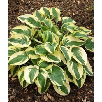 Hosta 'Wide Brim' /Hosta/ - C2 kont.