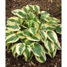 Hosta 'Wide Brim' /Hosta/ - C2 kont.