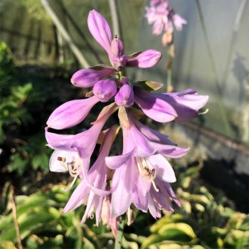 Hosta 'Wide Brim' /Hosta/ -...