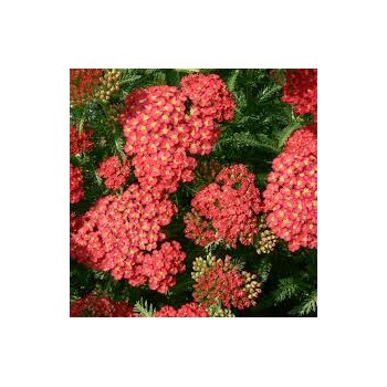 Pelašķis, parastais 'Paprika'/Achillea millefolium/ - C1 kont. - JŪNIJS