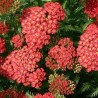 Pelašķis, parastais 'Paprika'/Achillea millefolium/ - C1 kont.