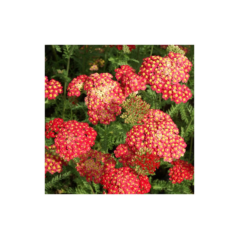 Pelašķis, parastais 'Paprika'/Achillea millefolium/C2 kont.