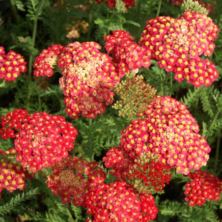 Pelašķis, parastais 'Paprika'/Achillea millefolium/C2 kont.