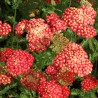 Pelašķis, parastais 'Paprika'/Achillea millefolium/ - C1 kont. - JŪNIJS