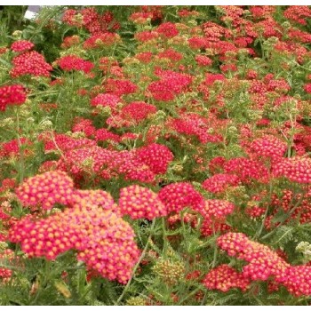 Pelašķis, parastais 'Paprika'/Achillea millefolium/ - C1 kont. - JŪNIJS