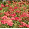 Pelašķis, parastais 'Paprika'/Achillea millefolium/ - C1 kont. - JŪNIJS