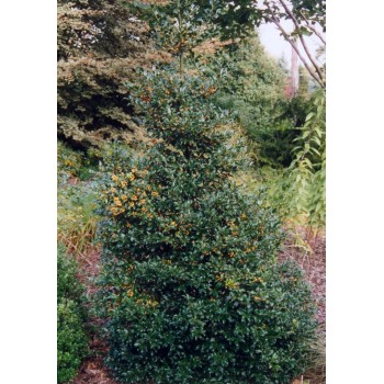Maservas ilekss ,,Golden Girl,,/Ilex x meserveae /- C12 kont.