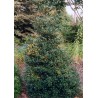 Maservas ilekss ,,Golden Girl,,/Ilex x meserveae /- C12 kont.