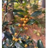 Maservas ilekss ,,Golden Girl,,/Ilex x meserveae /- C12 kont.