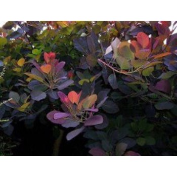Perukmedis ,,Foliis Purpureis,,/Cotinus coggygria/ - C2 kont.