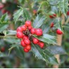 Aslapu ilekss ,,Alaska,,/Ilex aquifolium/- C5 kont.