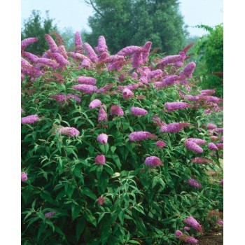 Budleja, Dāvida,, Pink Delight,,/Buddleja davidii/- C2,5 kont.