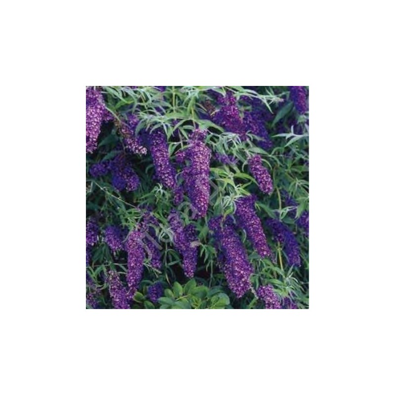 Budleja dāvida,, Black Knight,, /Buddleja davidii/- P9 kont.