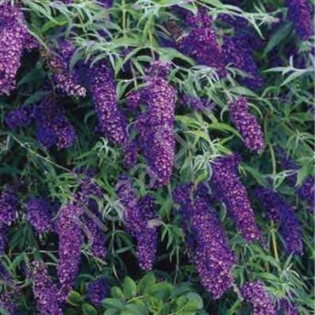 Budleja dāvida,, Black Knight,, /Buddleja davidii/- P9 kont.