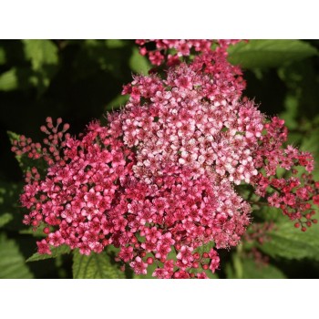 Lanksva, japoninė 'Darts Red' /Spiraea japonica/- P9 kont.