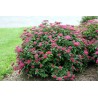 Spireja, Japānas 'Darts Red' /Spiraea japonica/- P9 kont.