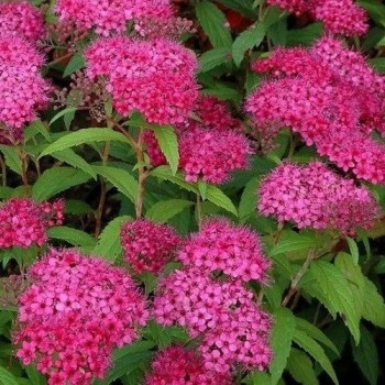 Spireja ,,Darts Red,,/Spiraea japonica/- C1,5 kont.