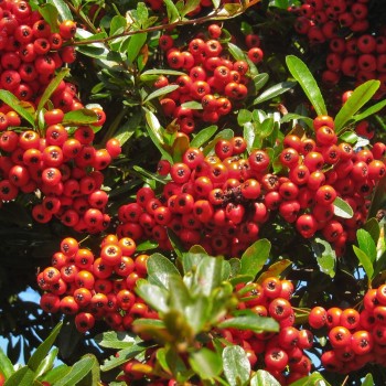 Sarkanā pirakanta 'Red Column' /Pyracantha coccinea/ - C3 kont.