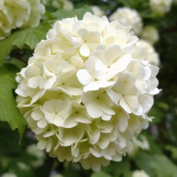 Putinas, paprastasis 'Roseum'/Viburnum opulus/ - C2 kont.