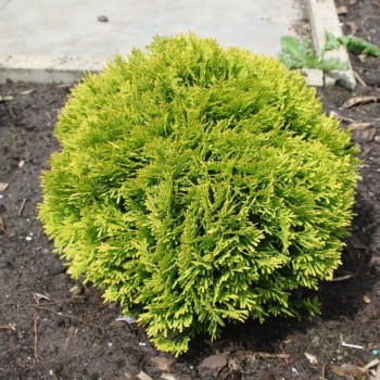 Rietumu tūja 'Mirjam'/Thuja...
