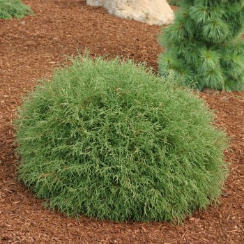 Rietumu tūja ,,Mr Bowling Ball,,/Thuja occidentalis/ - C3 kont. - 20cm.