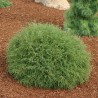 Rietumu tūja ,,Mr Bowling Ball,,/Thuja occidentalis/ - C3 kont. - 20cm.