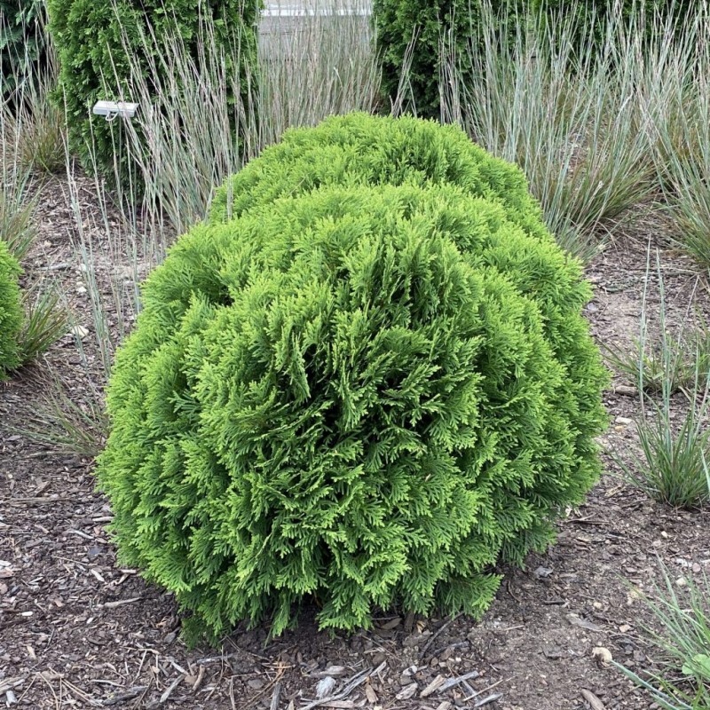 Rietumu tūja ,,Danica,,/'/Thuja occidentalis//- C2 kont.