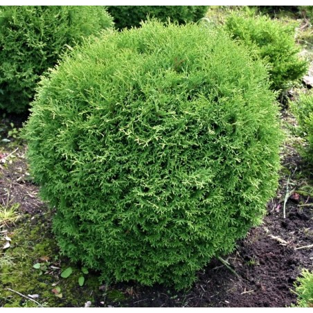 Rietumu tūja ,,Hoseri,,/Thuja occidentalis/ - C3 kont.
