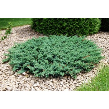 Klajeniskais kadiķis ,,Andorra Compact,,/Juniperus horizontalis/ - C2 kont.