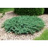 Klajeniskais kadiķis ,,Andorra Compact,,/Juniperus horizontalis/ - C2 kont.