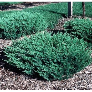 Klajeniskais kadiķis ,,Andorra Compact,,/Juniperus horizontalis/ - C2 kont.