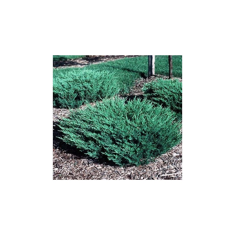 Klajeniskais kadiķis ,,Andorra Compact,,/Juniperus horizontalis/ - C2 kont.