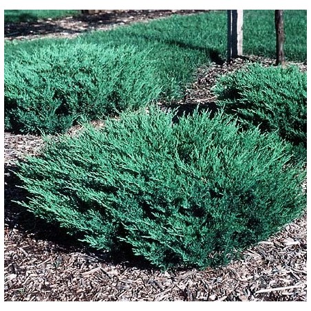 Klajeniskais kadiķis ,,Andorra Compact,,/Juniperus horizontalis/ - C2 kont.