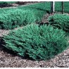 Klajeniskais kadiķis ,,Andorra Compact,,/Juniperus horizontalis/ - C2 kont.