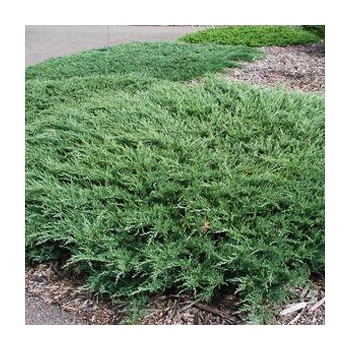 Klajeniskais kadiķis ,,Andorra Compact,,/Juniperus horizontalis/ - C2 kont.