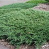 Klajeniskais kadiķis ,,Andorra Compact,,/Juniperus horizontalis/ - C2 kont.