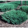 Klajeniskais kadiķis ,,Andorra Compact,,/Juniperus horizontalis/ - C7,5 kont.