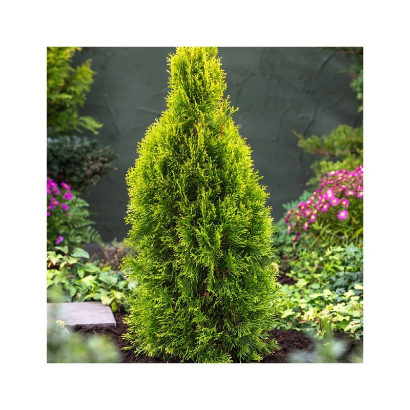 Rietumu tūja ,,Golden Smaragd,,/Thuja occidentalis/ - C3 kont.