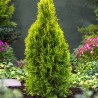 Rietumu tūja ,,Golden Smaragd,,/Thuja occidentalis/ - C3 kont.