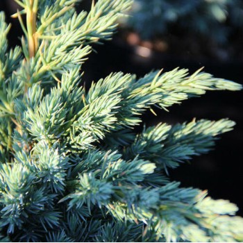 Zvīņainais kadiķis ,,Meyeri,,/Juniperus squamata/ - C4 kont.